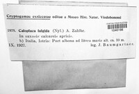 Caloplaca fulgida image